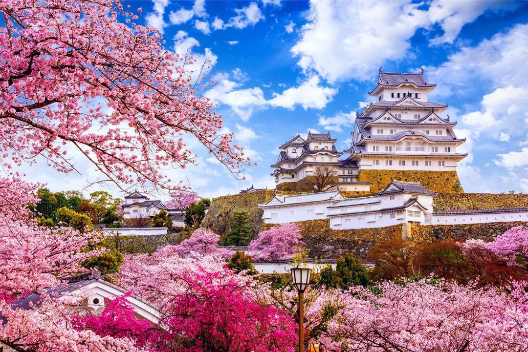 Цвітіння сакури навколо замку