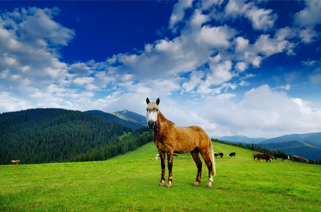 Кінь, що пасуться на гірському лузі в Карпатах.