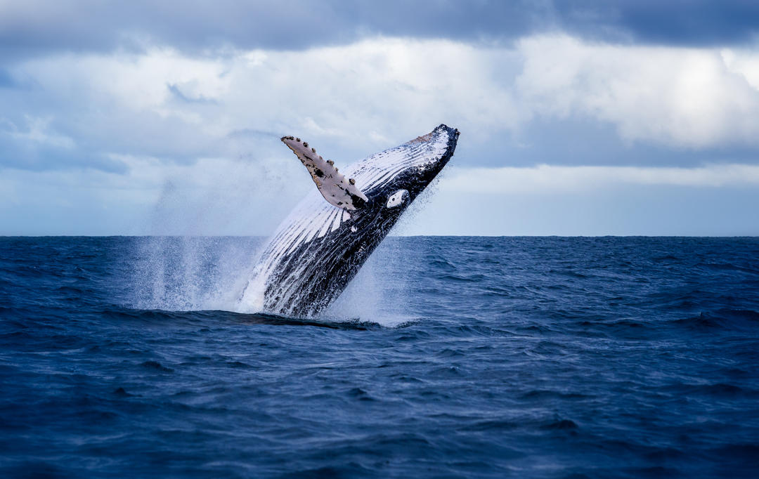 Горбатий кит вистрибує з води