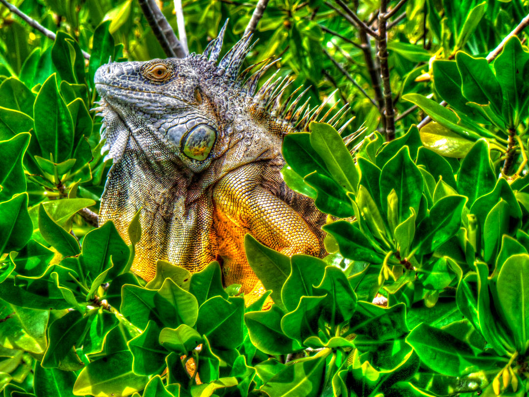 Ігуана на дереві на острові Великий Кайман