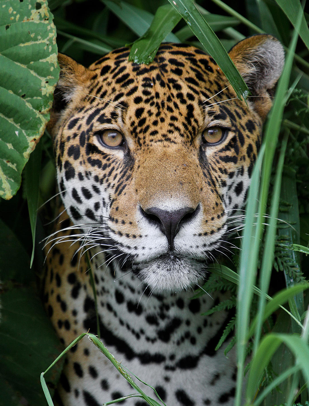 Ягуар у джунглях Амазонки