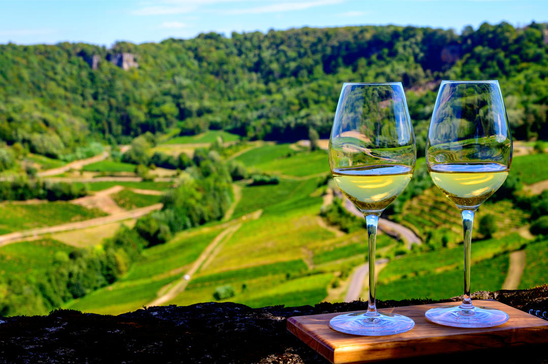 Дегустація білого вина Jura на виноградниках