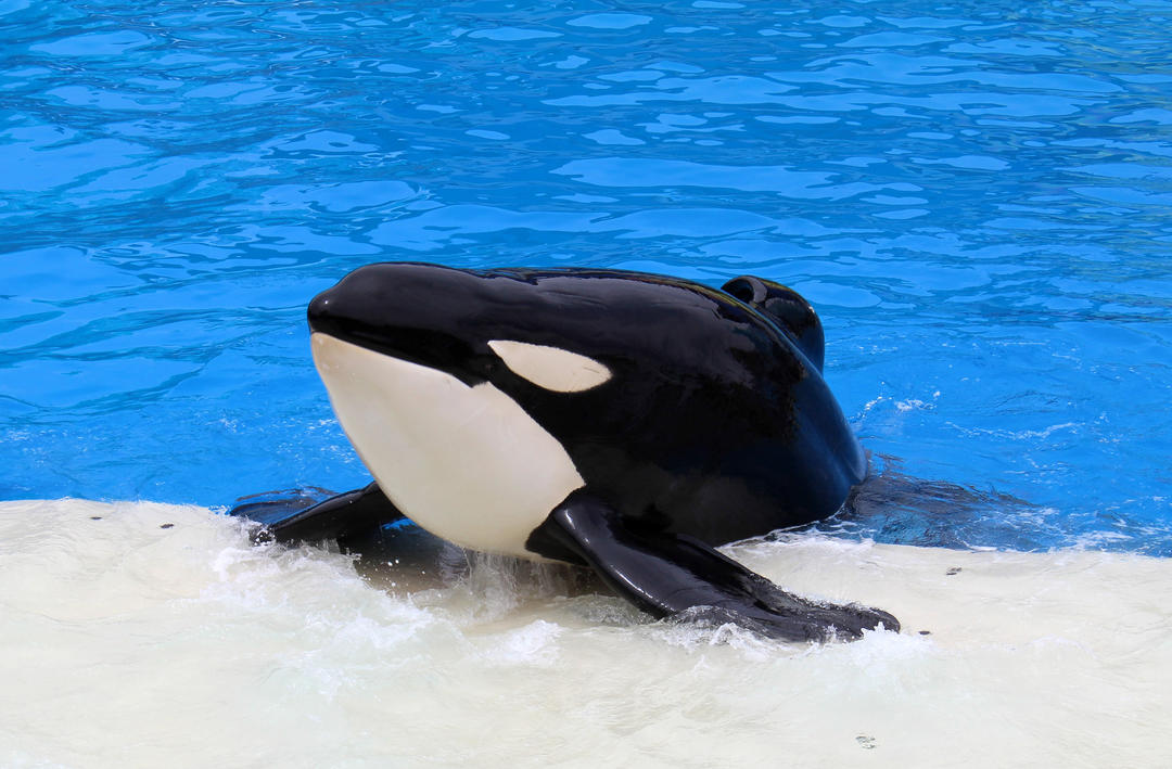 Подання косаток у SeaWorld у Сан-Дієго