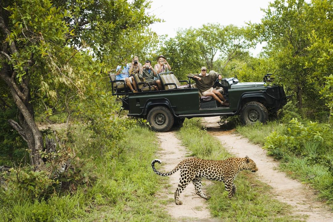Леопард перетинає дорогу з туристами на джипі