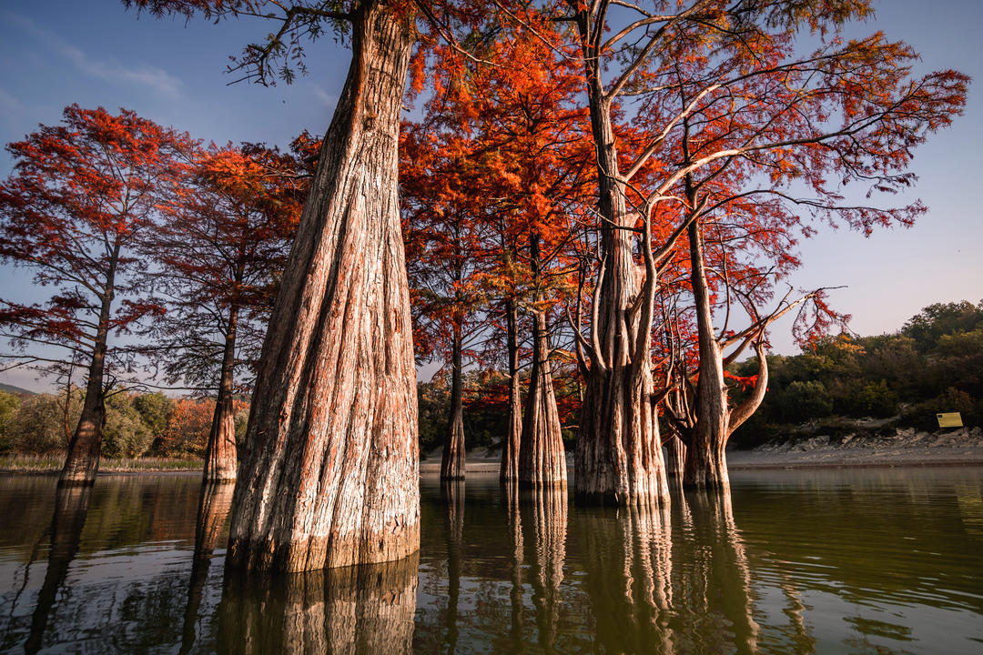 Червоні дерева в озері