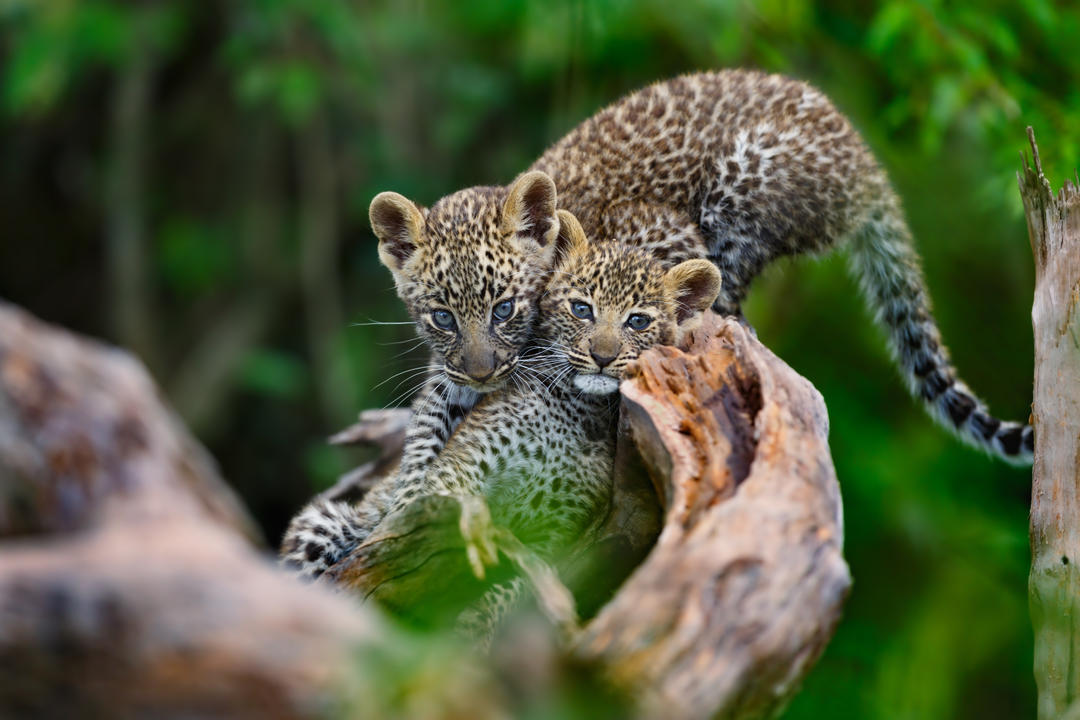 Леопардові дитинчата грають на сухому дереві