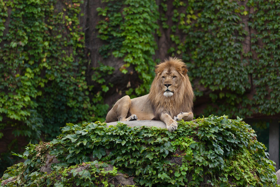 Лев у Зоопарку Лінкольн-парку