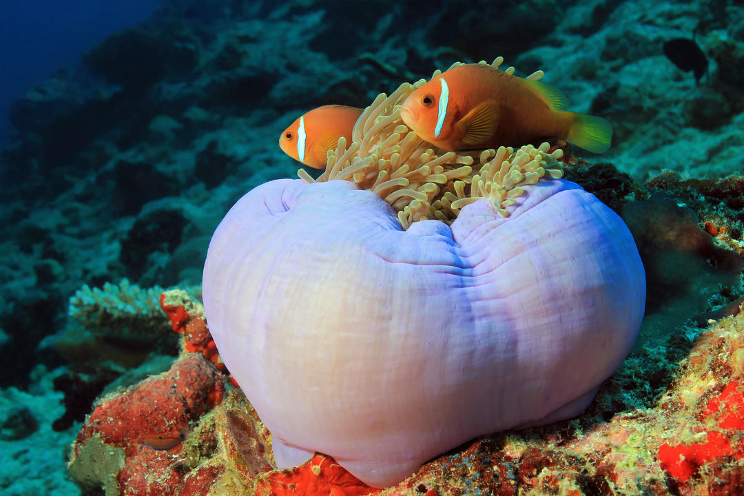 Дві помаранчеві мальдівські риби-анемони у вітряниці