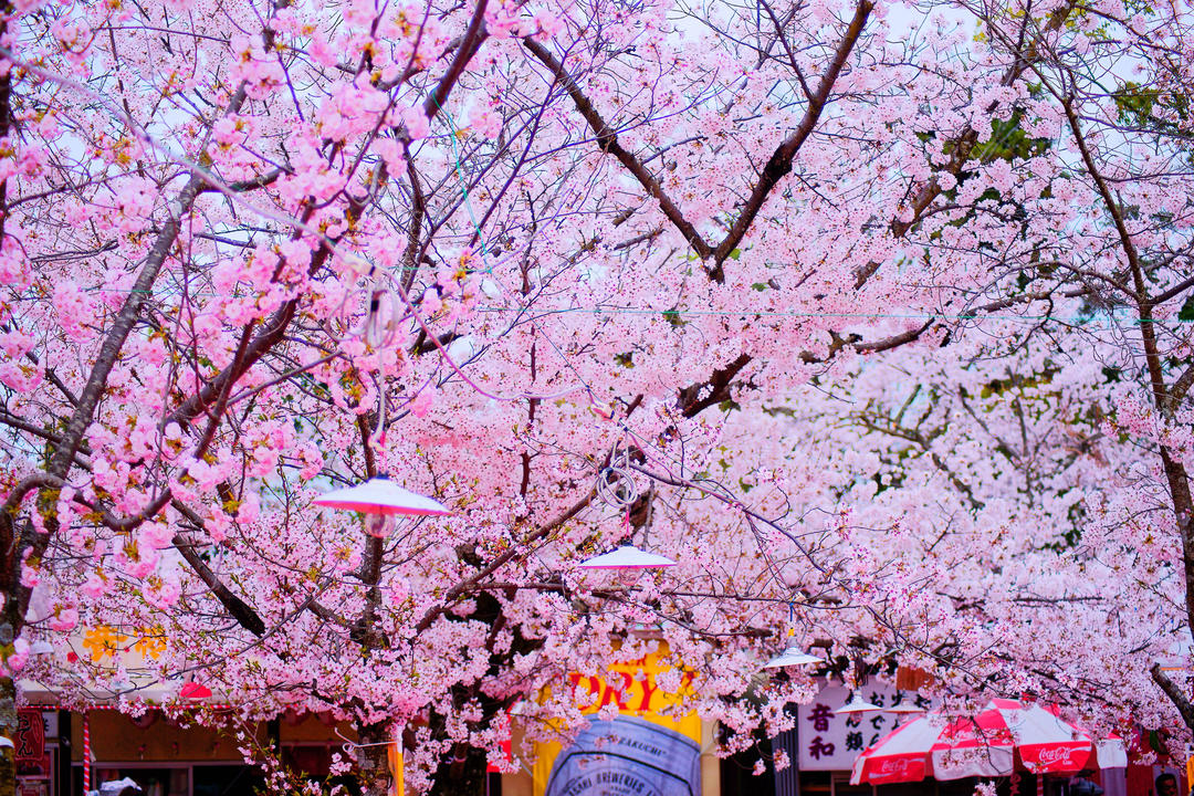 Розмаїття квітучої сакури в парку Маруяма