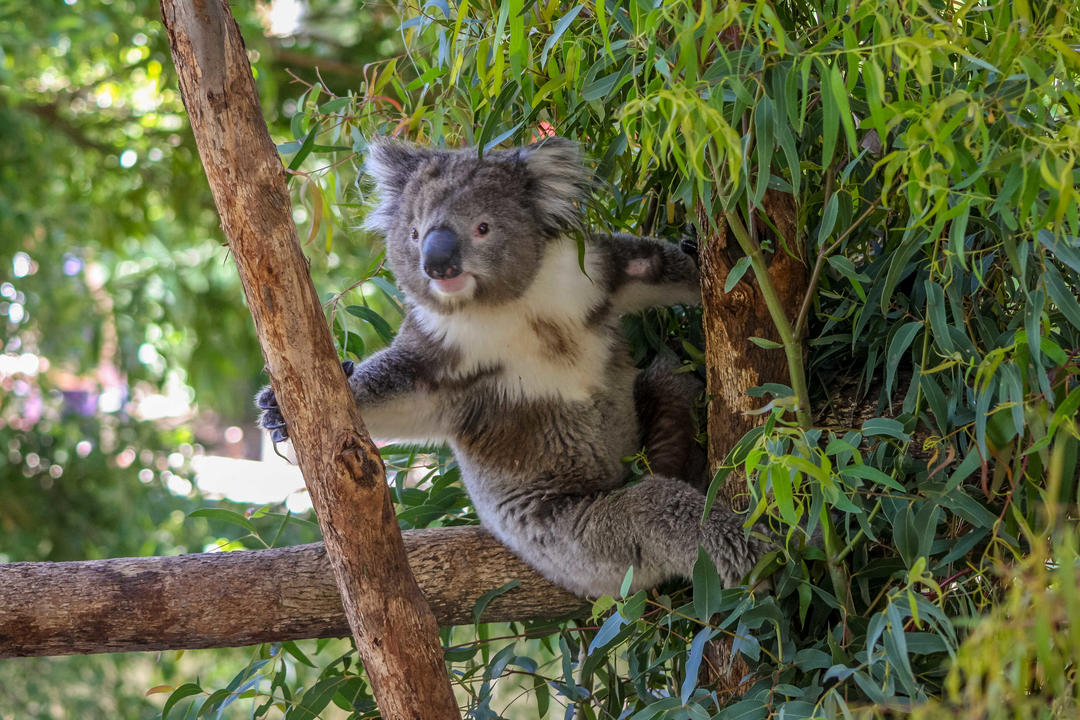 Ведмідь коала у зоопарку Мельбурну