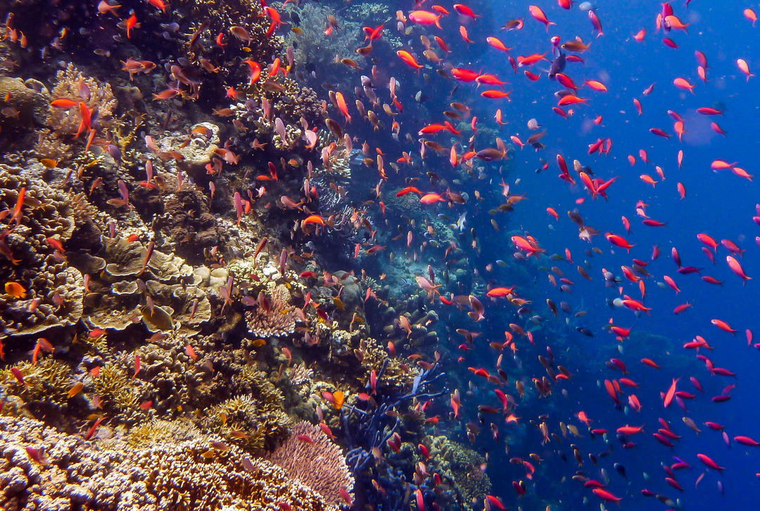 Риба та кораловий риф у підводному саду острова