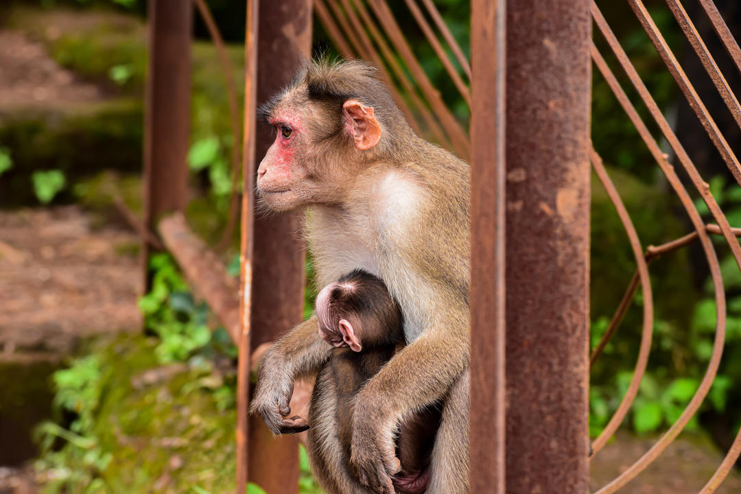 Мавпа сидить на паркані з дитиною