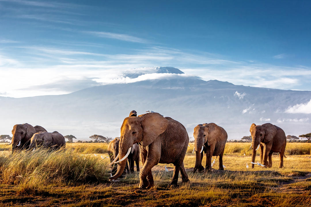 Стадо великих африканських слонів перед горою Кіліманджаро