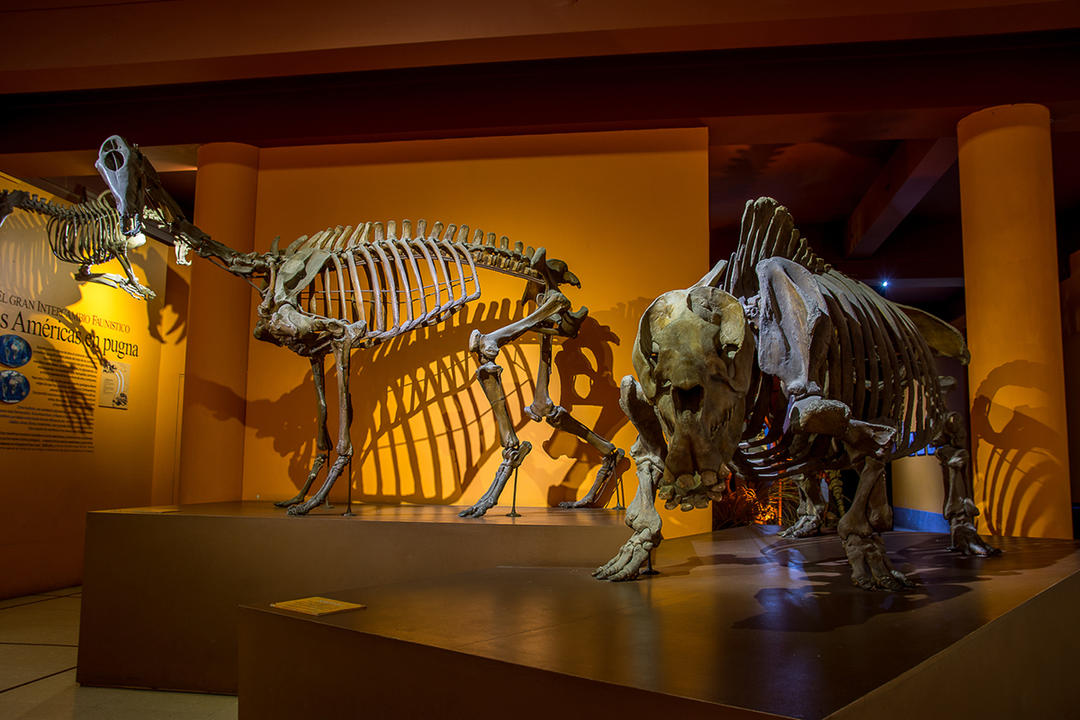 Скелети у зоологічному музеї