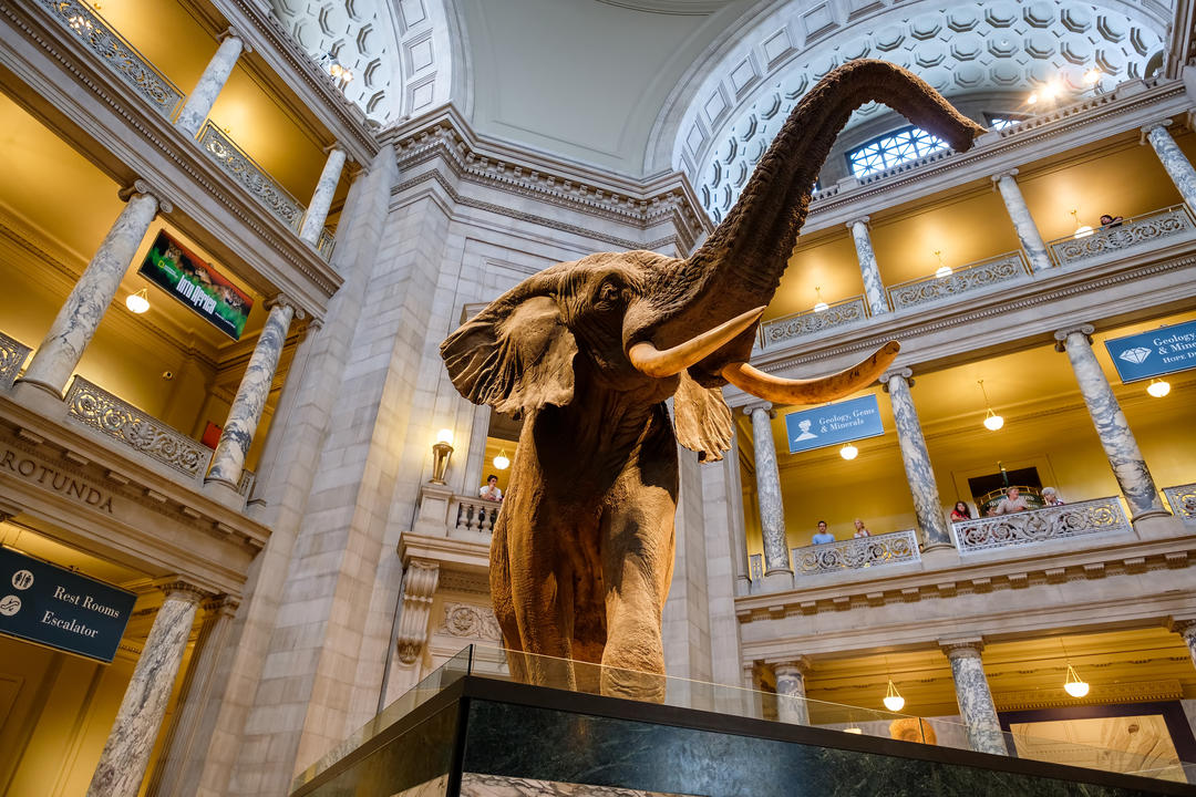 Опудало слона у залі музею природної історії