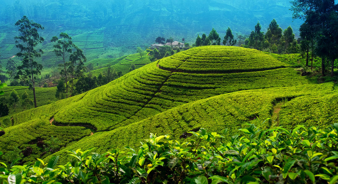 Чайна плантація у сільській місцевості