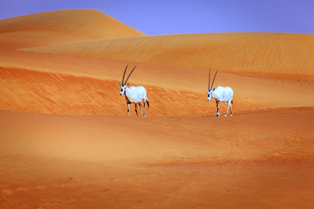 Орикси або арабські антилопи в заповіднику пустелі