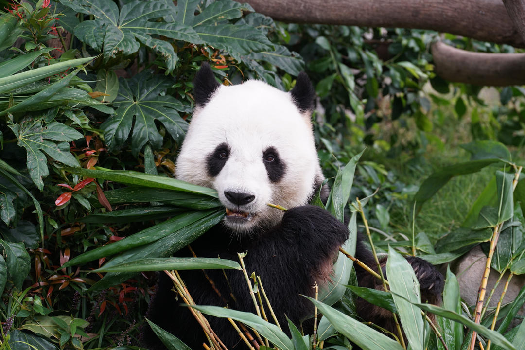 Панда їсть бамбук
