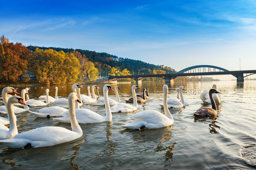 Білі лебеді пливуть річкою біля мосту восени