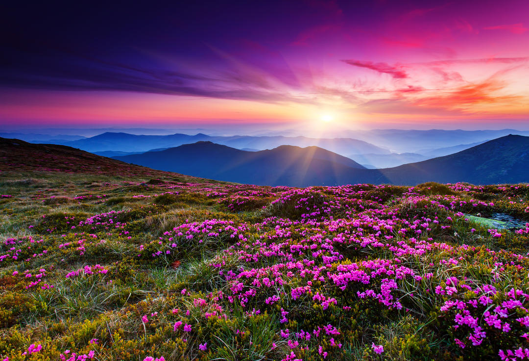 Чарівні рожеві квіти рододендрону на літній горі