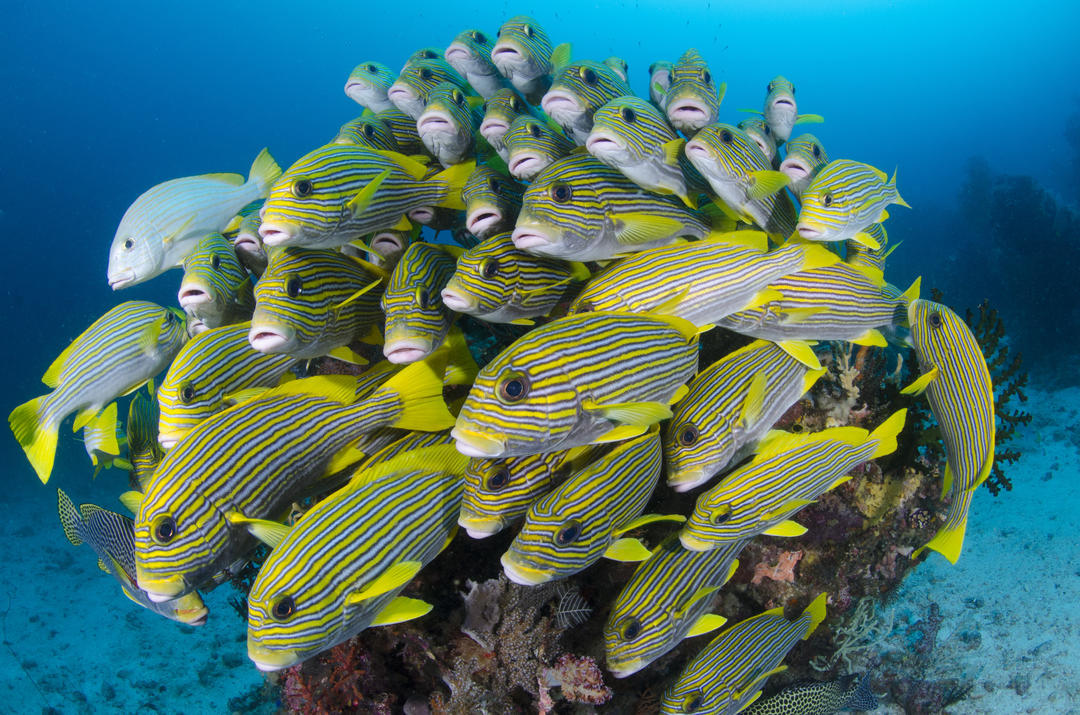 Смугастих риб навколо корала