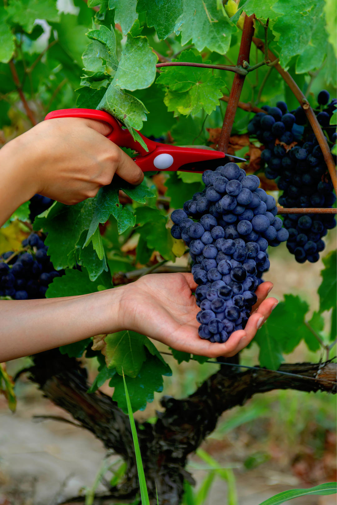 Урожай синього винограду для вина