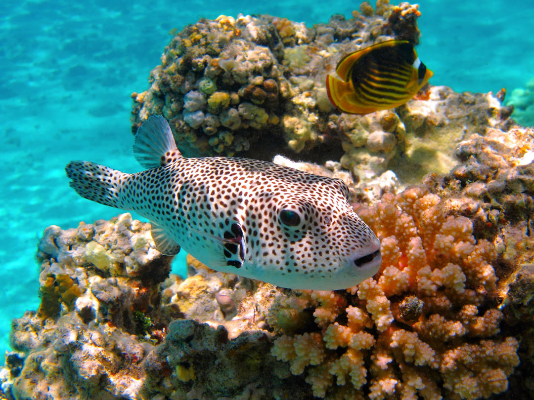 Білі плямисті отруйні риби та дрібні корали