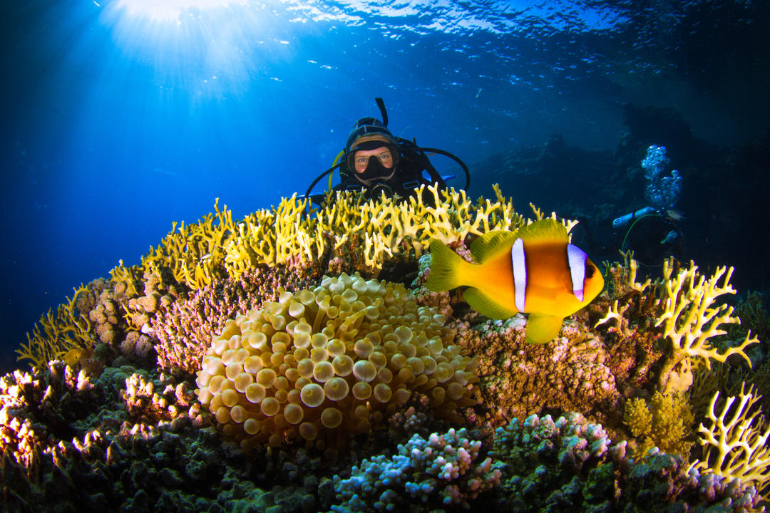 Жовті коралові рифи у Червоному морі