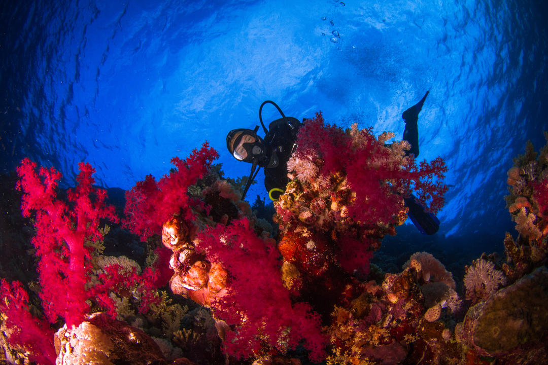 Барвисті рифи Червоного моря