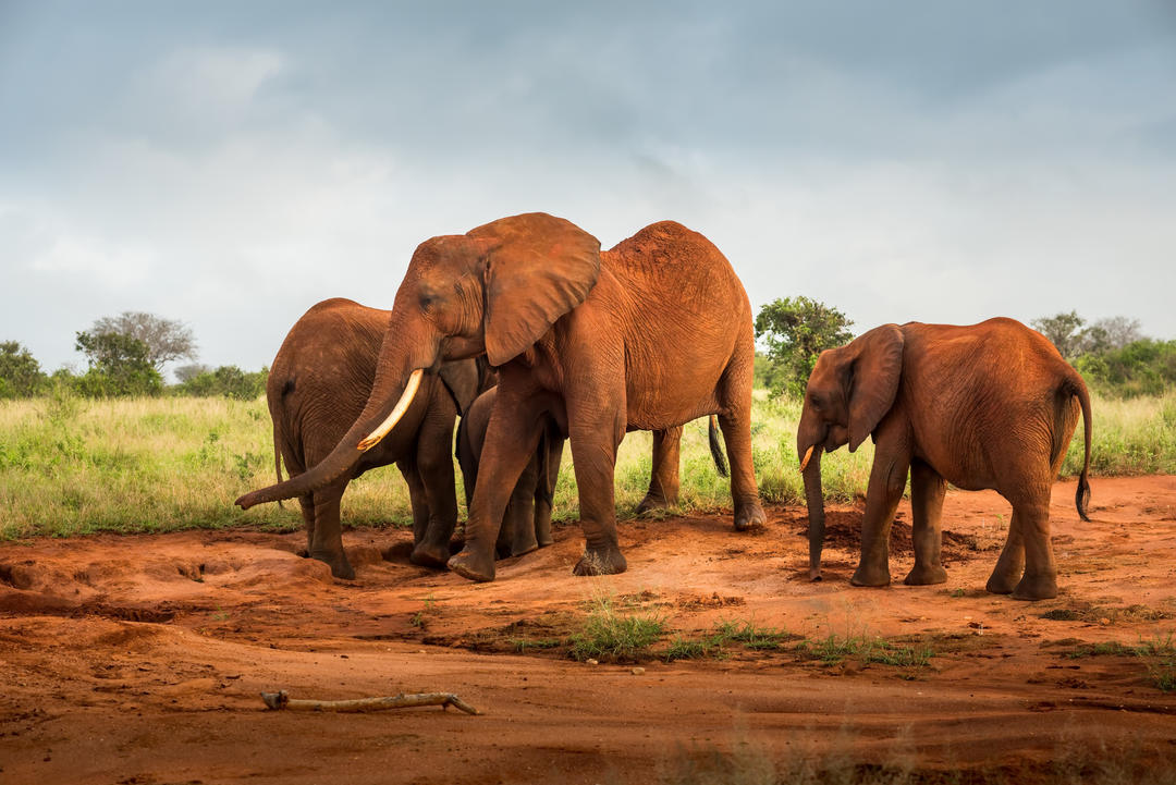 Сім'я червоних слонів у савані