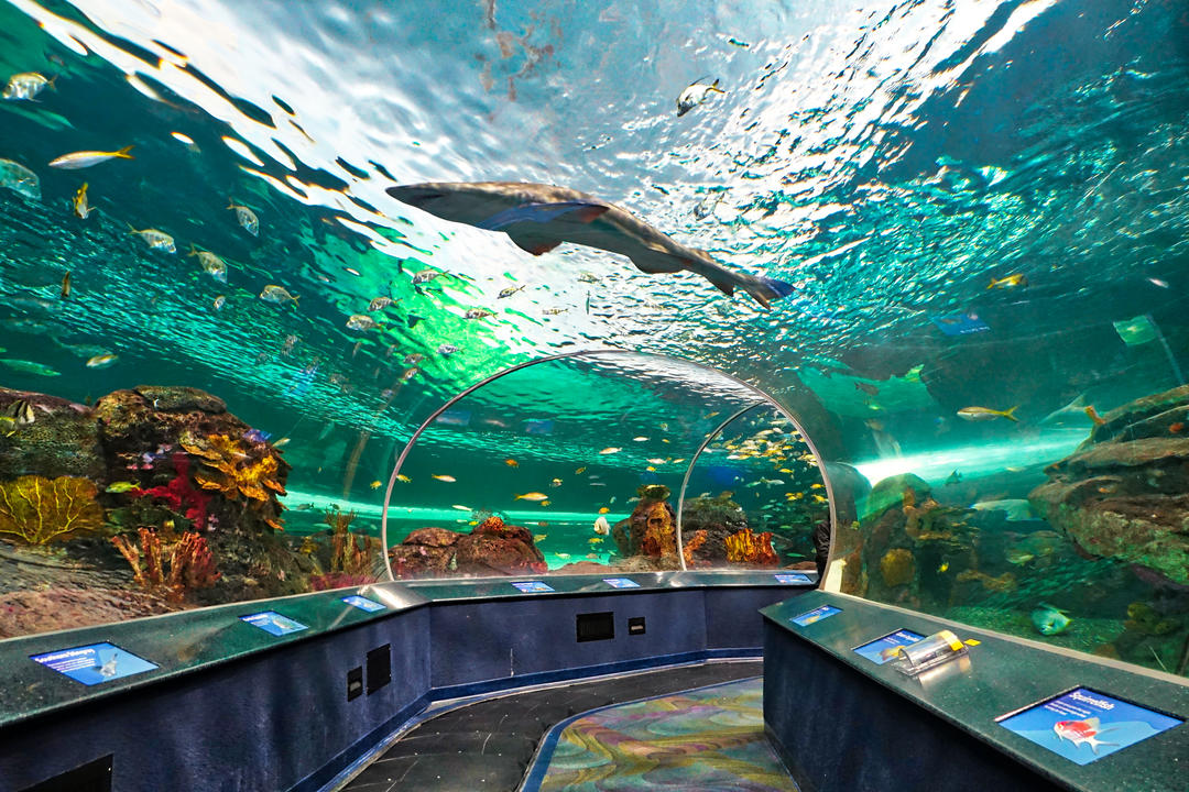 Підводні скляний тунель акваріум Ріплі