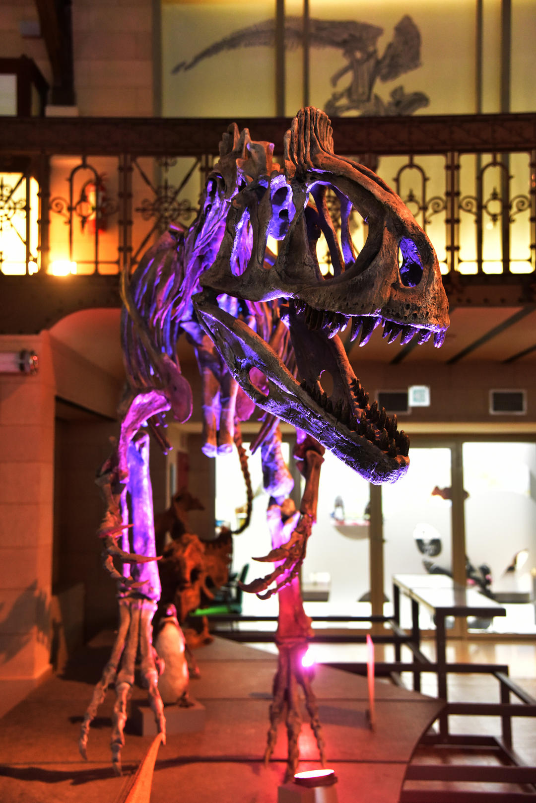 Скелет аллозавра в Королівському бельгійському інституті природничих наук