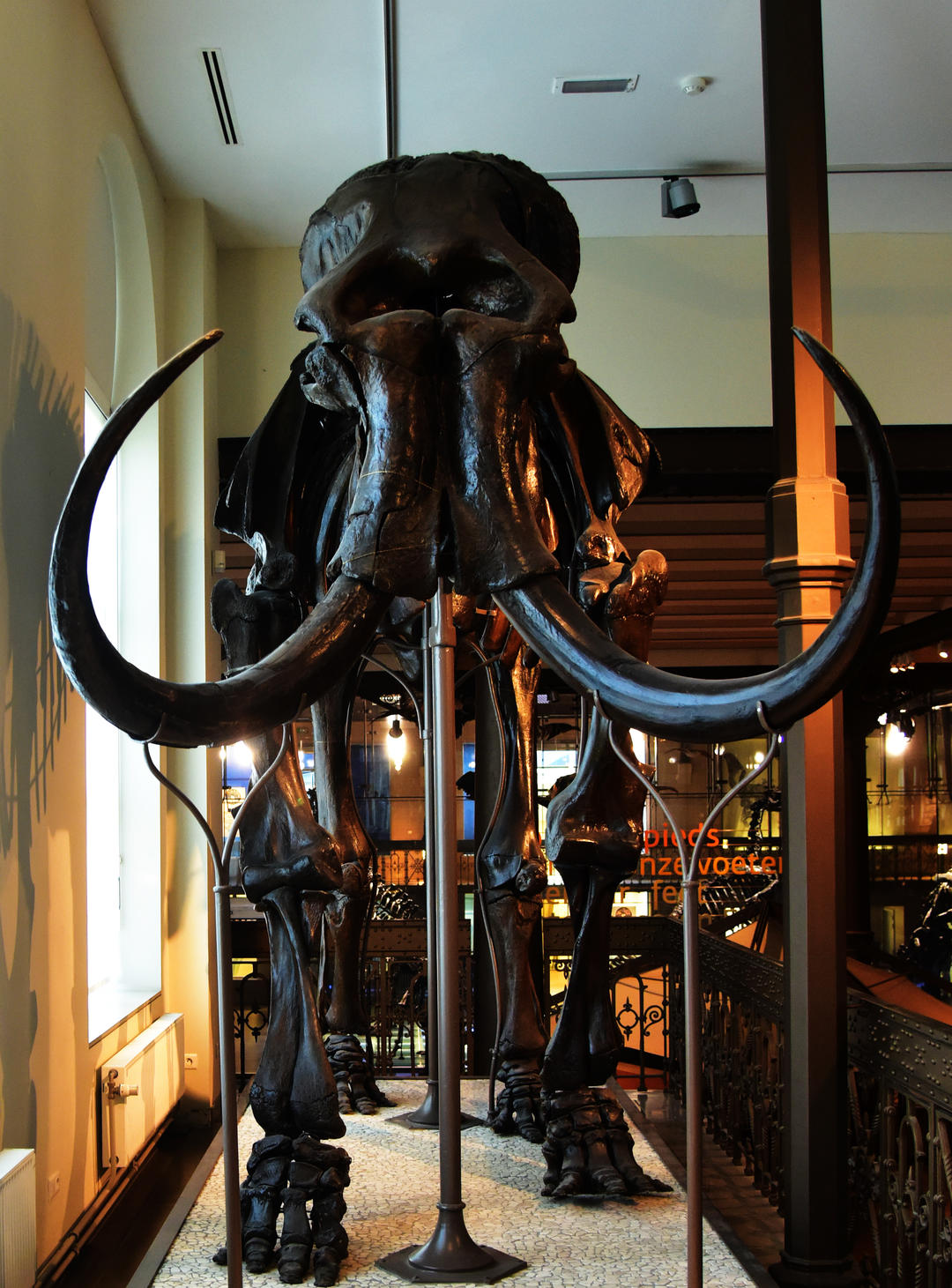 Скелет мамонта у Королівському бельгійському інституті природничих наук