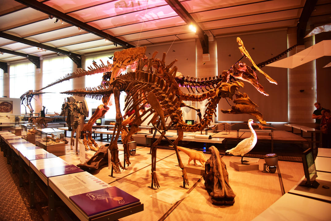 Скелети динозаврів у Королівському бельгійському інституті природничих наук