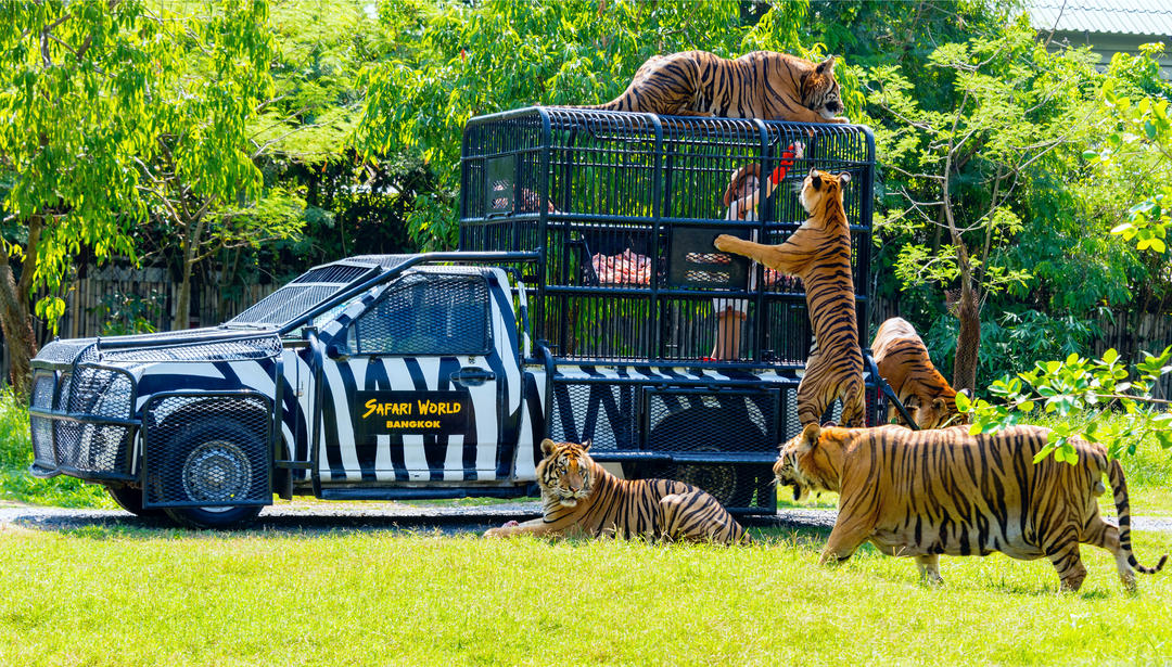 Годування тигрів з машини у зоопарку