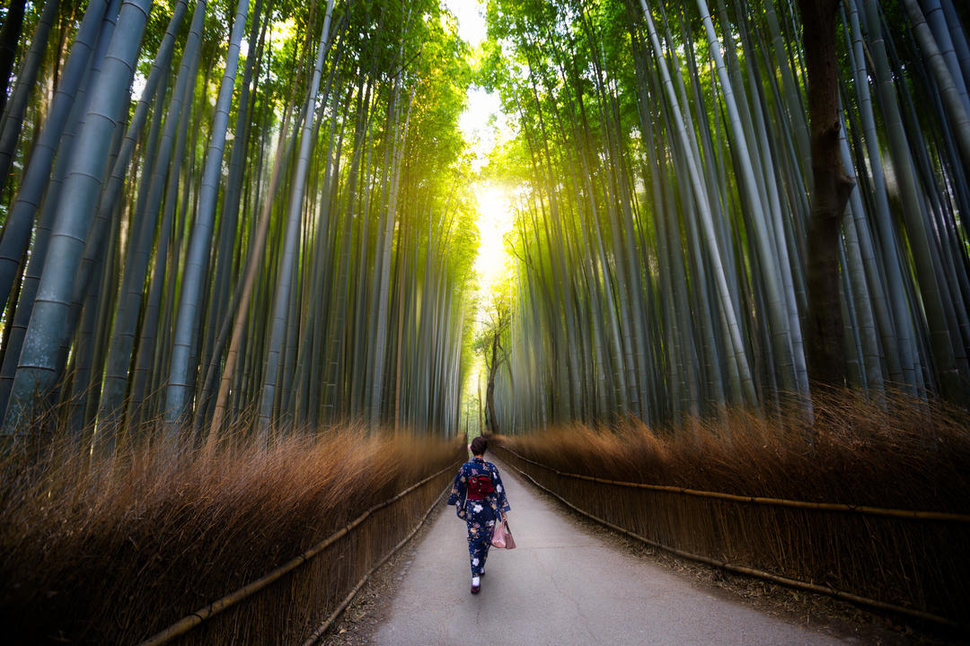 Дівчина в Кімоно ходить у бамбуковому лісі Сагано