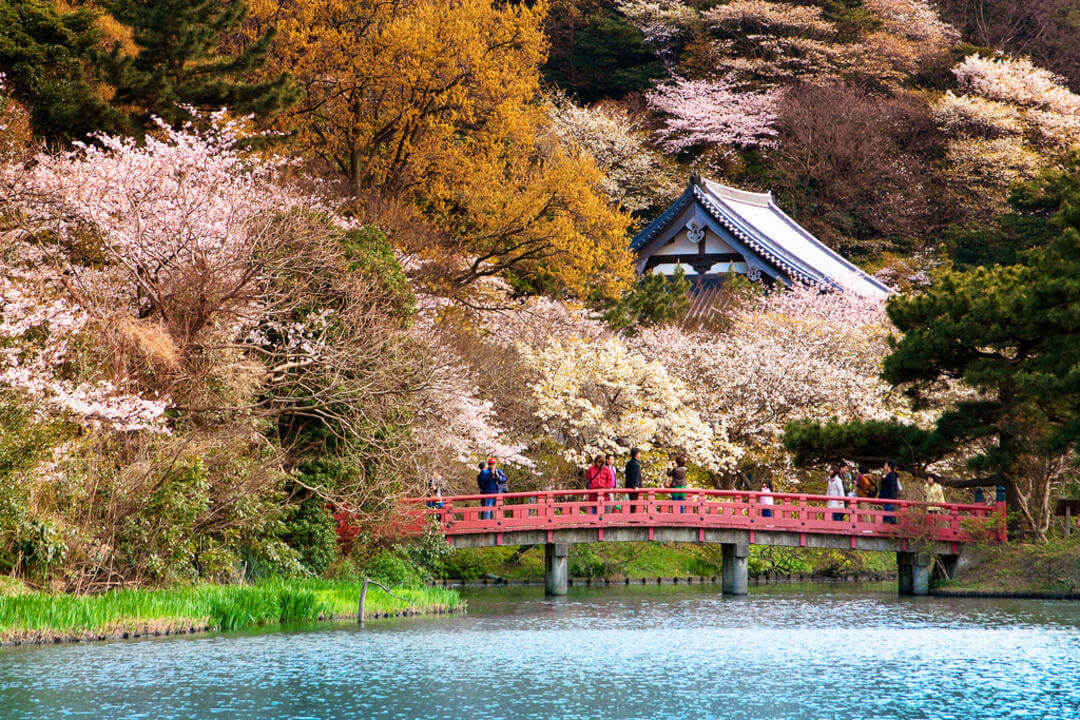 Цвітіння сакурі у саду Санкен, Йокогама, Японія.