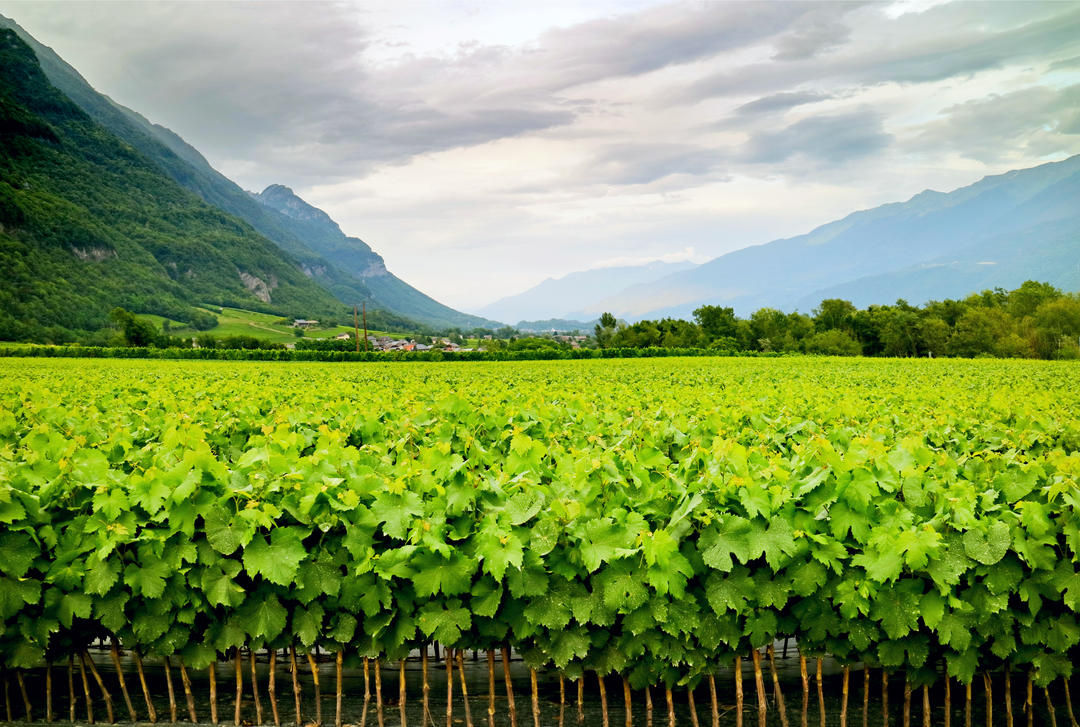 Розплідник щеплення молодих виноградних лоз на французькому винограднику
