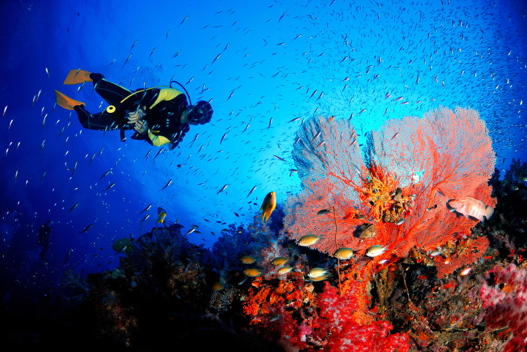 Аквалангіст та червоні корали