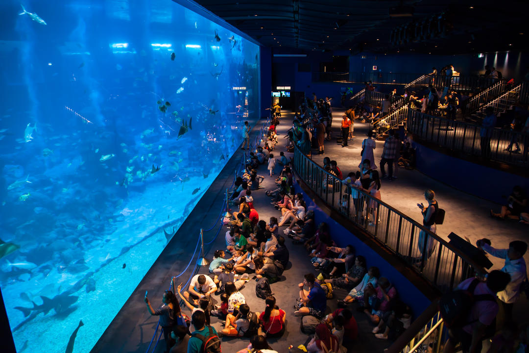 Вид на акваріум у Сінгапурі