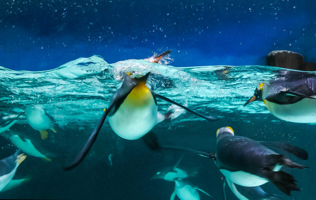 Імператорські пінгвіни плавають у блакитній воді