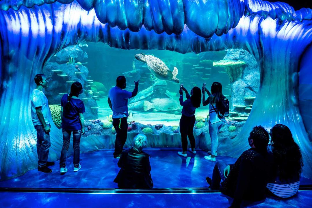 Туристи фотографують величезну черепаху в акваріумі