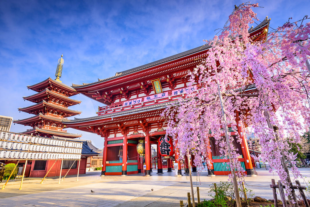 Весняна сакура біля воріт Хозомон храму Сенсодзі
