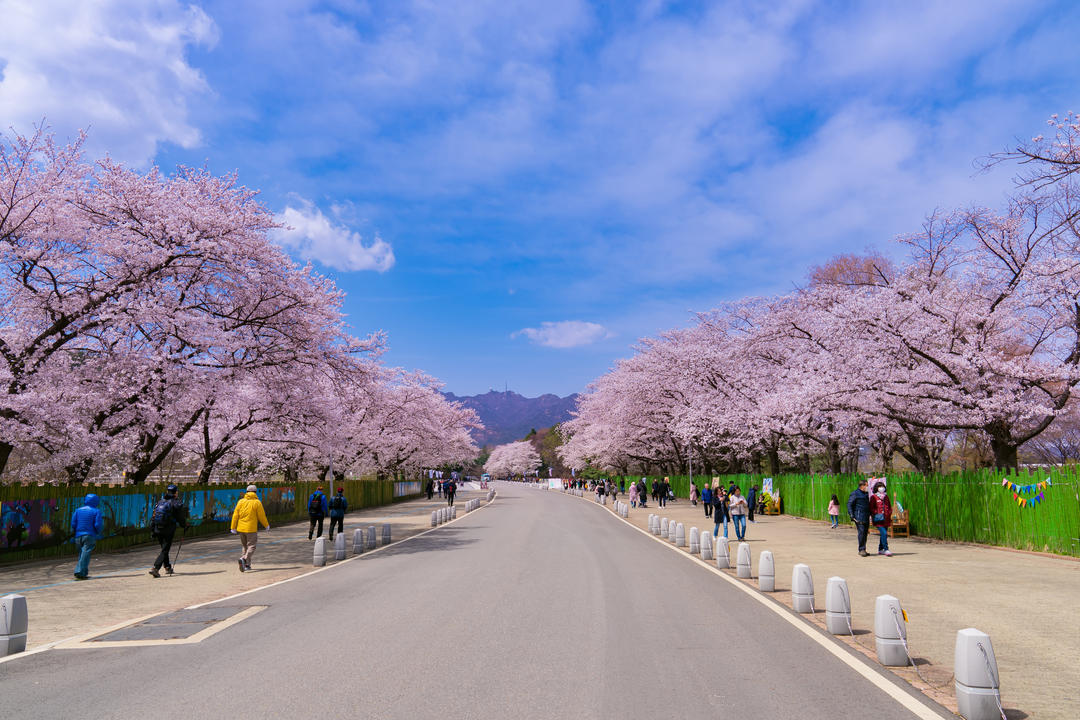 Фестиваль цвітіння сакури в Гранд-парку