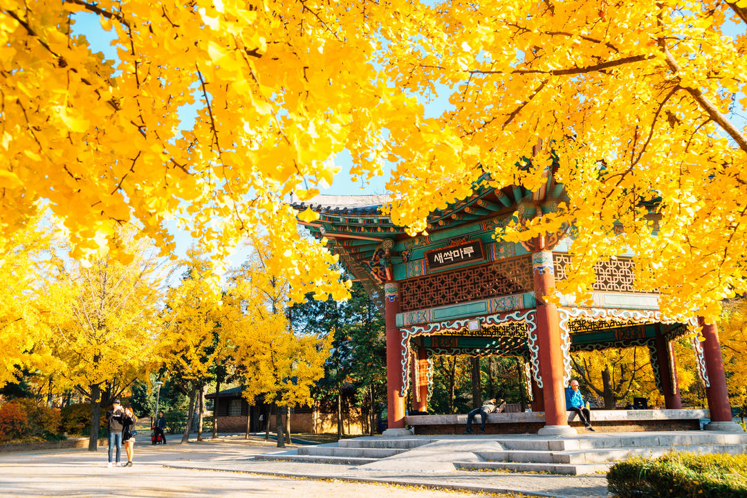 Корейський традиційний павільйон з осінніми деревами гінкго