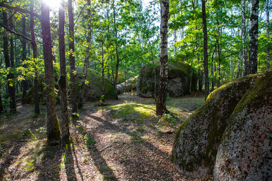 Унікальне скупчення гранітних блоків у середині лісу