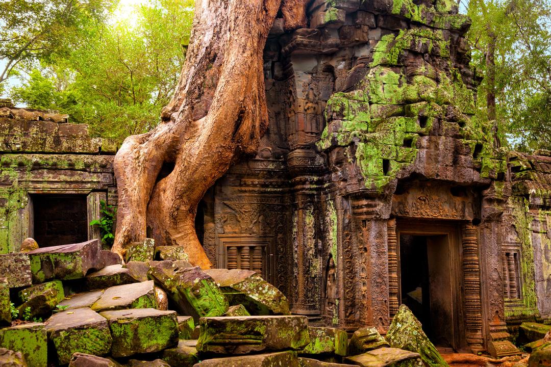 Храм Та Пром у комплексі Ангкор Ват, Сіємреап, Камбоджа.