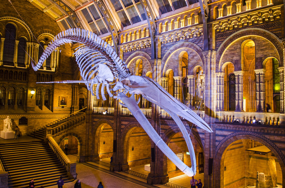 Підвішування скелет кита у вестибюлі музею