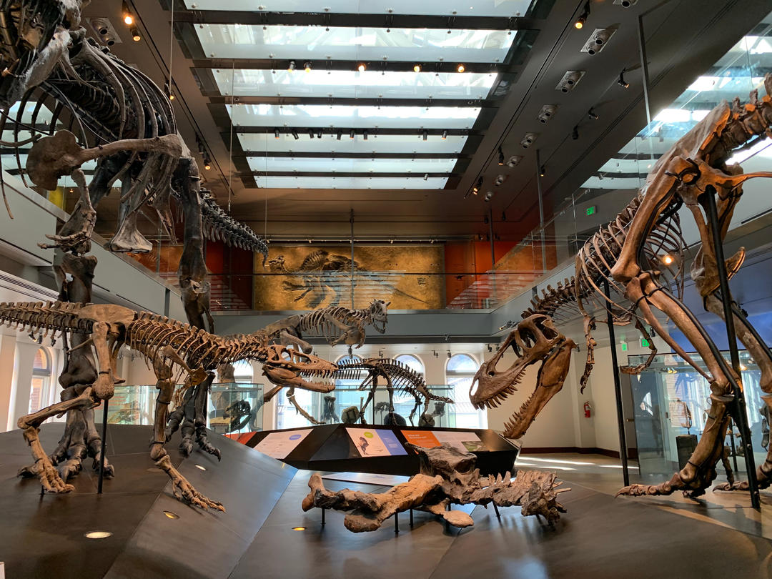 Скам'янілості доісторичних істот у музеї