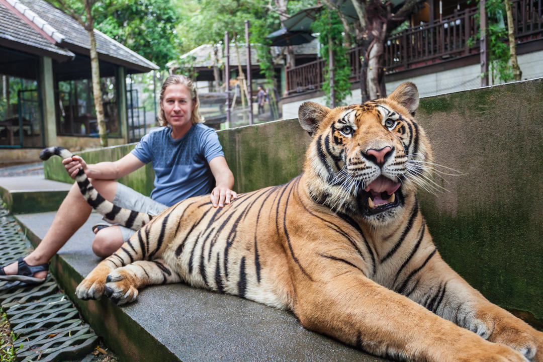 Тигр та доглядач зоопарку